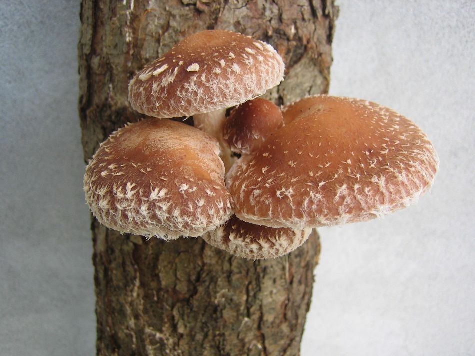 Comment développer des souches de champignons résistantes aux principaux agents pathogènes